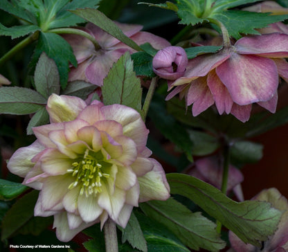Helleborus 'MOTHER OF THE BRIDE' - Wedding Party® Series, Spring Blooming