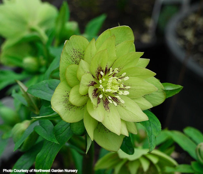 Helleborus 'JADE TIGER' from the Winter Jewels® series, Spring Blooming