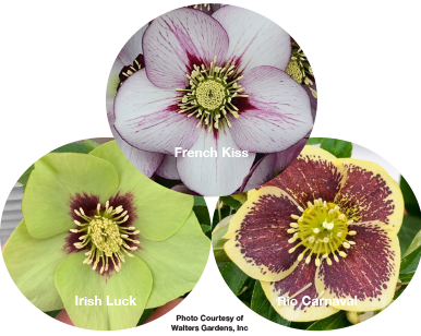 Three Hellebores - French Kiss, Irish Luck, Rio Carnaval