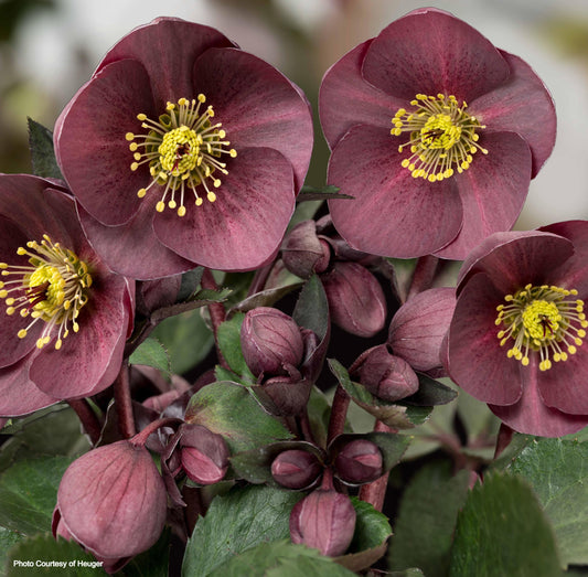 Helleborus 'NIGHTINGALE' - HGC® Ice N' Roses® Series, Winter Blooming