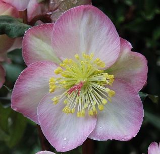 Helleborus 'CHERYL'S SHINE®', from the FROSTKISS® Series, blooms in December