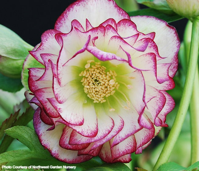 Helleborus 'ROSE QUARTZ' from the Winter Jewels® series, Spring Blooming