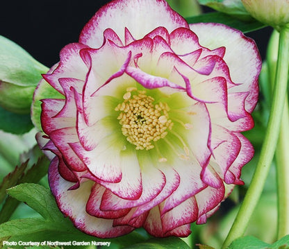 Helleborus 'ROSE QUARTZ' from the Winter Jewels® series, Spring Blooming