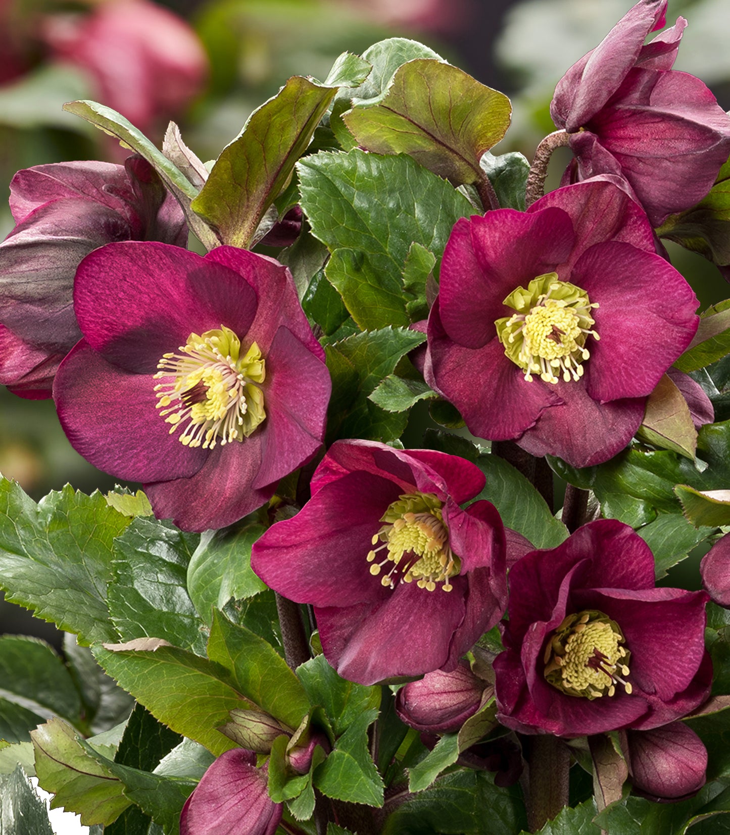 Three Helleborus Bennotta, Mia Marble, and Ice Breaker Bonny