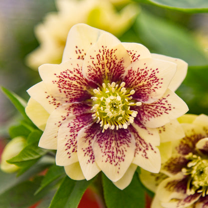 Three Hellebores - Dark and Handsome, Father of the Bride and First Dance
