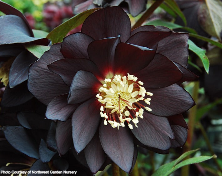 Helleborus 'ONYX ODYSSEY' from the Winter Jewels® series, Spring Blooming