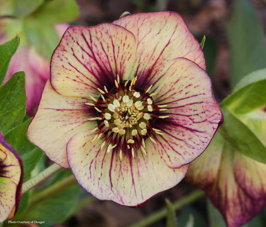 Helleborus 'ANJA OUDOLF' from the HGC® Spring Promise® series, Spring Blooming