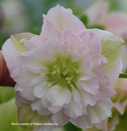 Helleborus 'FLOWER GIRL' - Wedding Party® Series, Spring Blooming