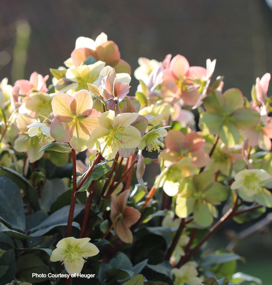 Helleborus 'MAHOGANY SNOW' - HGC® Series, blooms from January into the spring