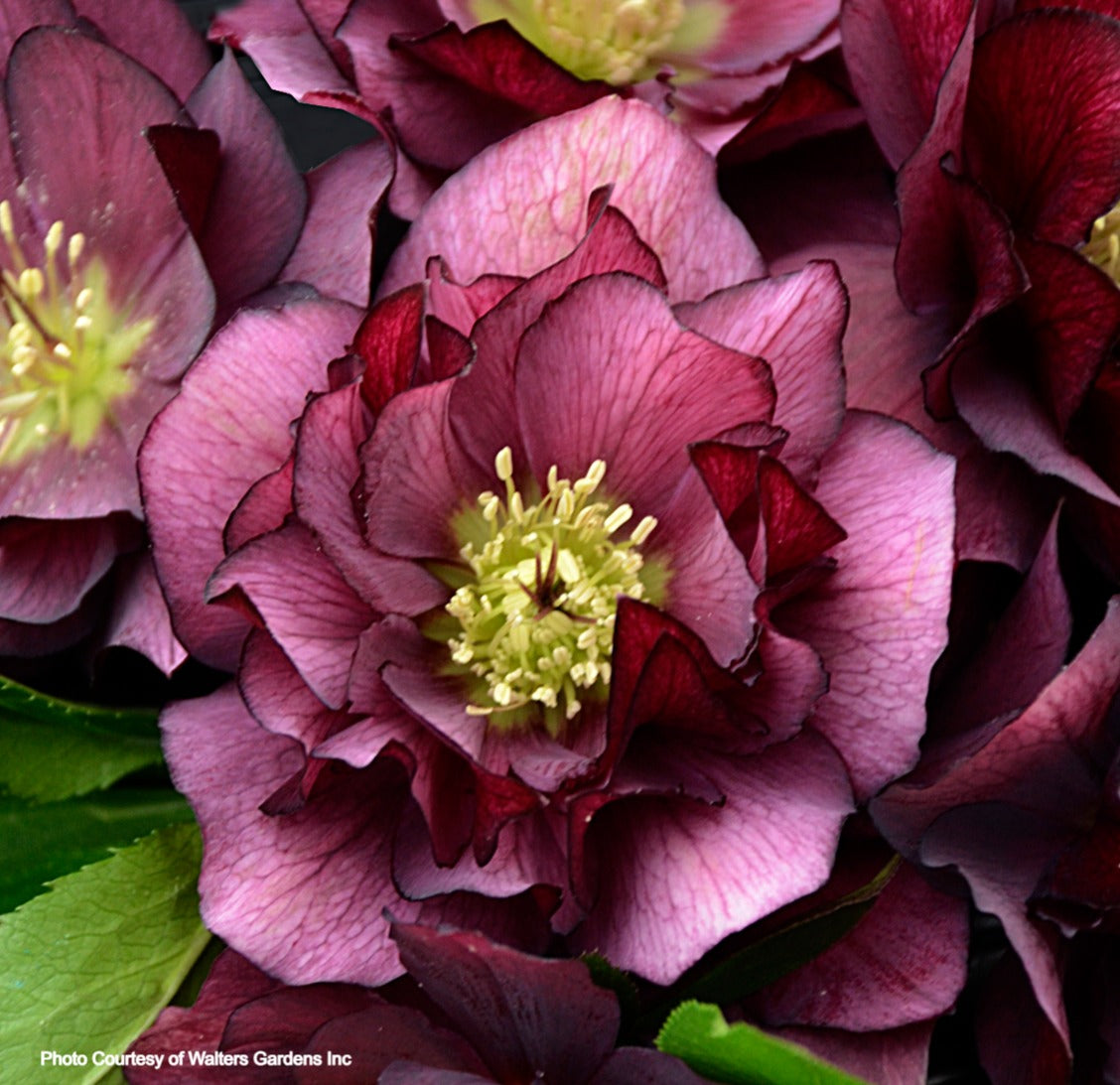 Helleborus 'TRUE LOVE' - Wedding Party® Series, Spring Blooming
