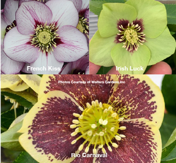 Three Hellebores - French Kiss, Irish Luck, Rio Carnaval