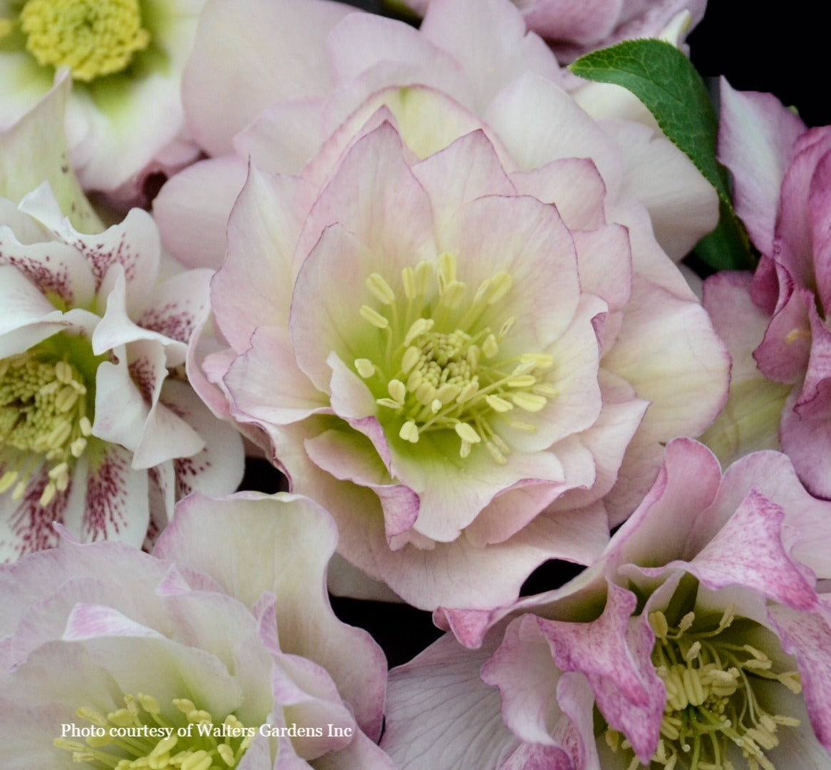 Helleborus 'FLOWER GIRL' - Wedding Party® Series, Spring Blooming