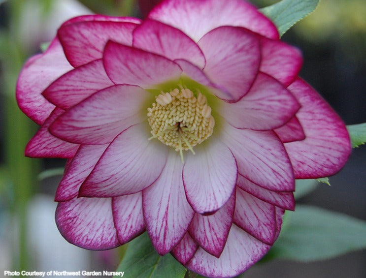 Helleborus 'PEPPERMINT ICE' from the Winter Jewels® series, Spring Blooming