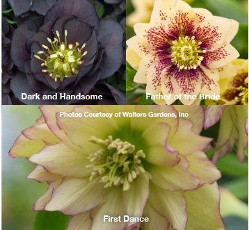 Three Hellebores - Dark and Handsome, Father of the Bride and First Dance