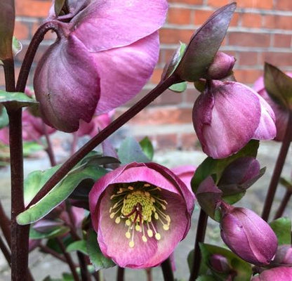 Helleborus 'PIPPA'S PURPLE'®, from the FROSTKISS® Series, blooms in January