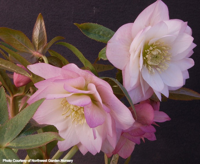 Helleborus 'COTTON CANDY' from the WINTER JEWELS® series, Spring Blooming