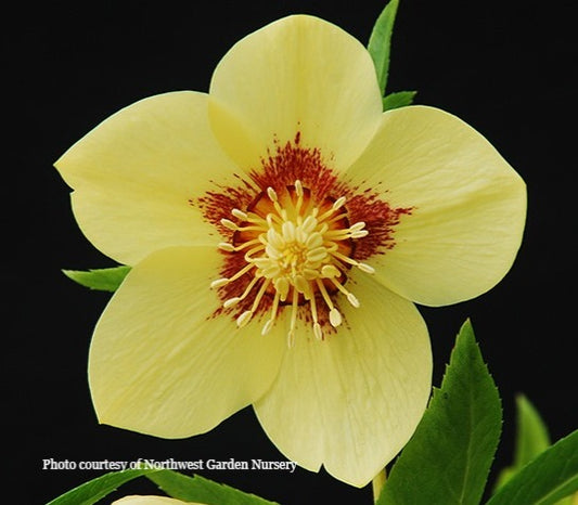Helleborus 'GOLDEN SUNRISE' from the Winter Jewels® series, Spring Blooming
