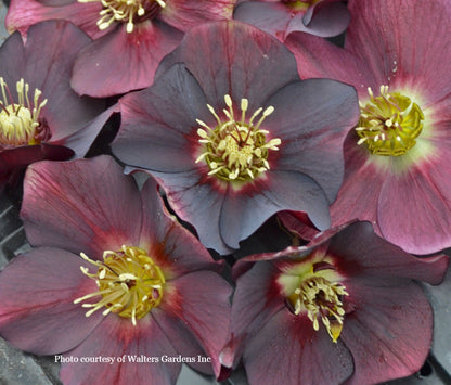 Three Hellebores - Irish Luck, California Dreaming, and Rome in Red