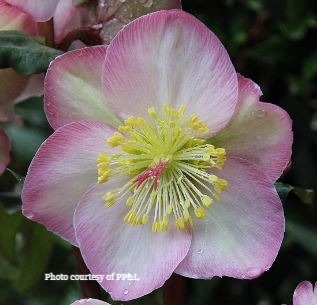 Three FROSTKISS® Series Hellebores - Cheryl's Shine®, Moondance®, Penny's Pink