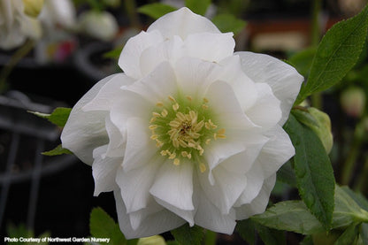 Helleborus 'SPARKLING DIAMOND' from the WINTER JEWELS® series, Spring Blooming