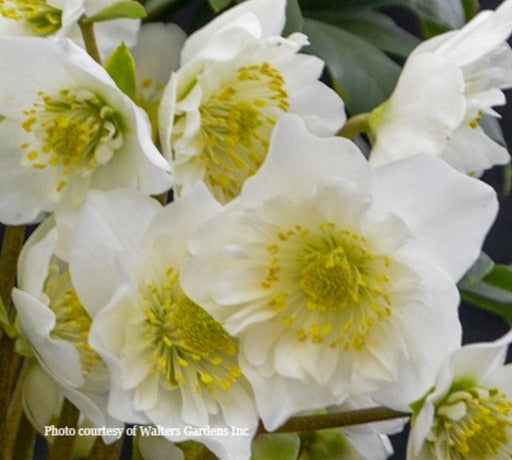Helleborus niger 'SNOWBELLS, Winter Blooming Perennial