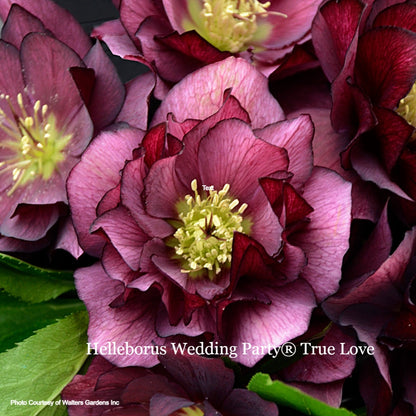 Three Hellebores - True Love, Confetti Cake, Whirlwind Romance