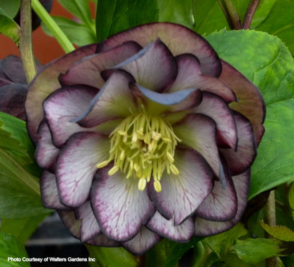 Helleborus 'BLACK TIE AFFAIR' - Wedding Party® Series, Spring Blooming