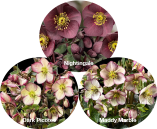 Three Ice N' Roses® Hellebores - Dark Picotee, Nightingale, and Maddy Marble