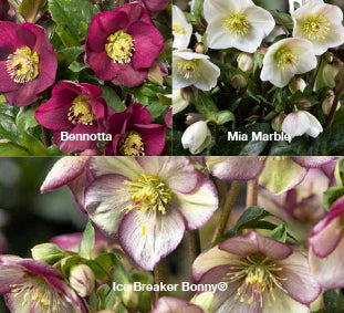 Three Helleborus Bennotta, Mia Marble, and Ice Breaker Bonny