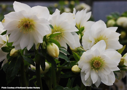 Helleborus 'SPARKLING DIAMOND' from the WINTER JEWELS® series, Spring Blooming