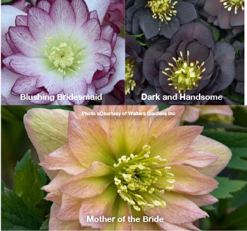 Blushing Bridesmaid, Dark and Handsome, Mother of the Bride,