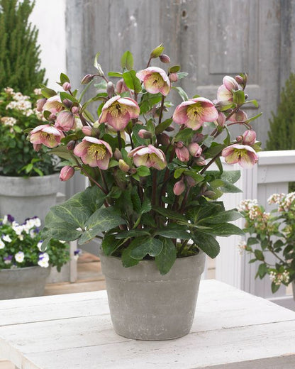 Helleborus 'BAYLI'S BLUSH®', from the FROSTKISS® series, blooms in January