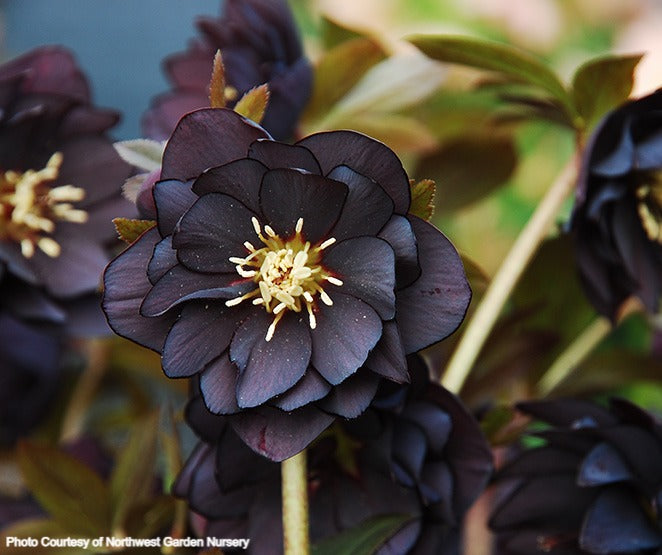 Helleborus 'ONYX ODYSSEY' from the Winter Jewels® series, Spring Blooming