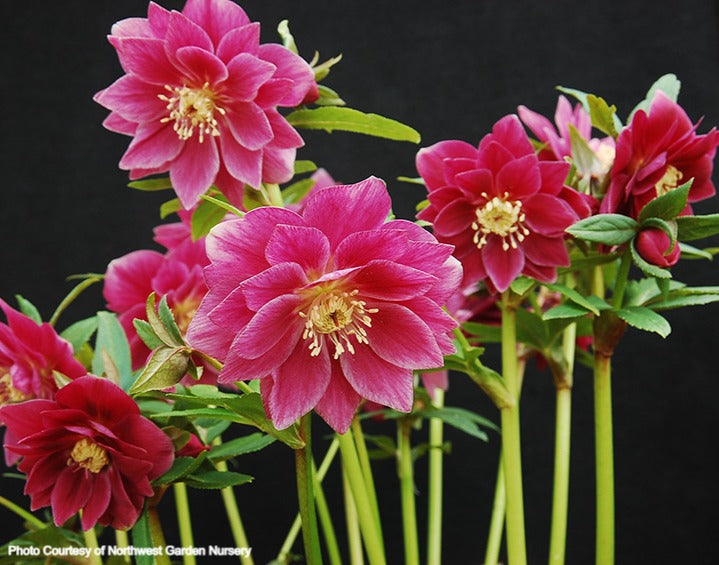 Helleborus 'BERRY SWIRL' from the Winter Jewels® series, Spring Blooming