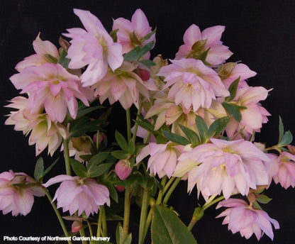 Helleborus 'COTTON CANDY' from the WINTER JEWELS® series, Spring Blooming