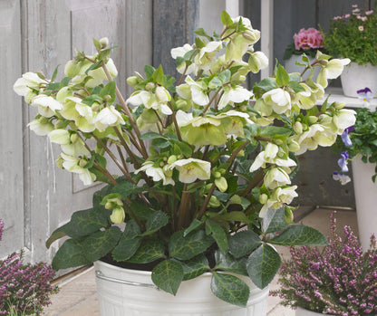 Helleborus 'MOLLY'S WHITE', from the FROSTKISS® Series, blooms in January