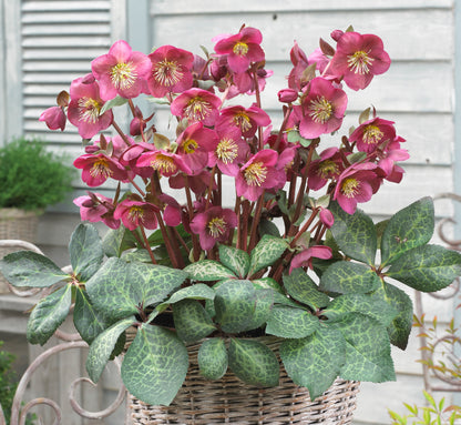 Helleborus 'ANNA'S RED', from the FROSTKISS® Series, blooms in December