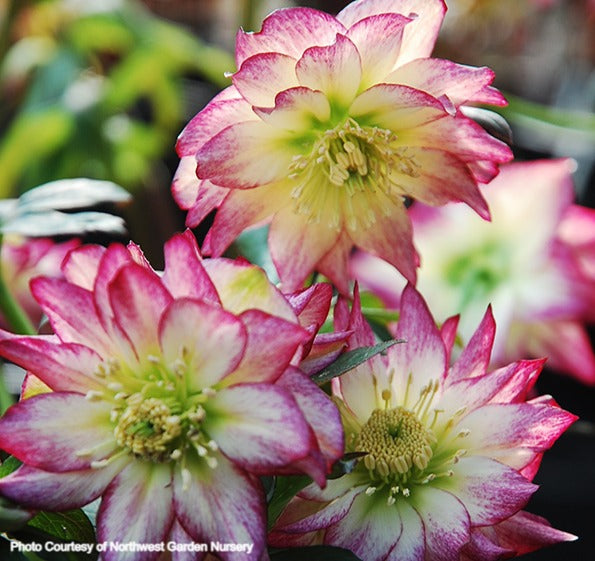 Helleborus 'ROSE QUARTZ' from the Winter Jewels® series, Spring Blooming