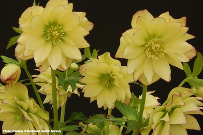 Helleborus 'GOLDEN LOTUS' from the Winter Jewels® series, Spring Blooming