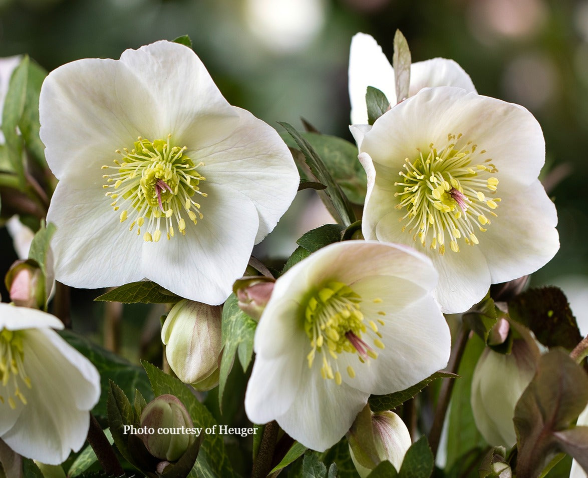 Three Helleborus Bennotta, Mia Marble, and Ice Breaker Bonny