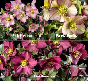 Three Ice N' Roses® Helleborus - Pink Promise, Purple Sunrise and Red Romance