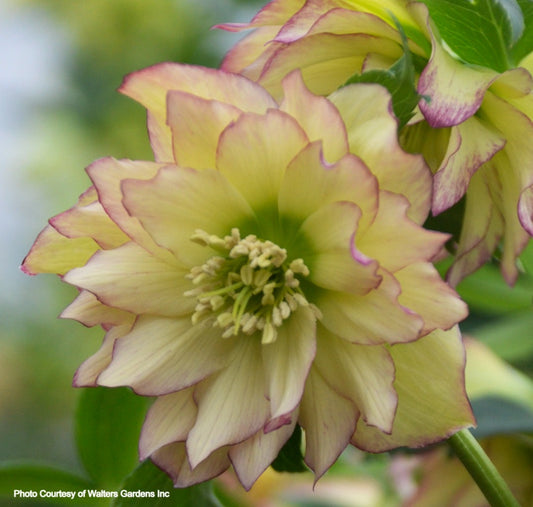 Helleborus 'FIRST DANCE' - Wedding Party’® Series, Spring Blooming