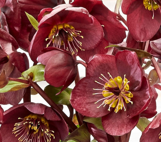 Helleborus 'VIBEY VELVET™', from the FROSTKISS® Series, blooms in January
