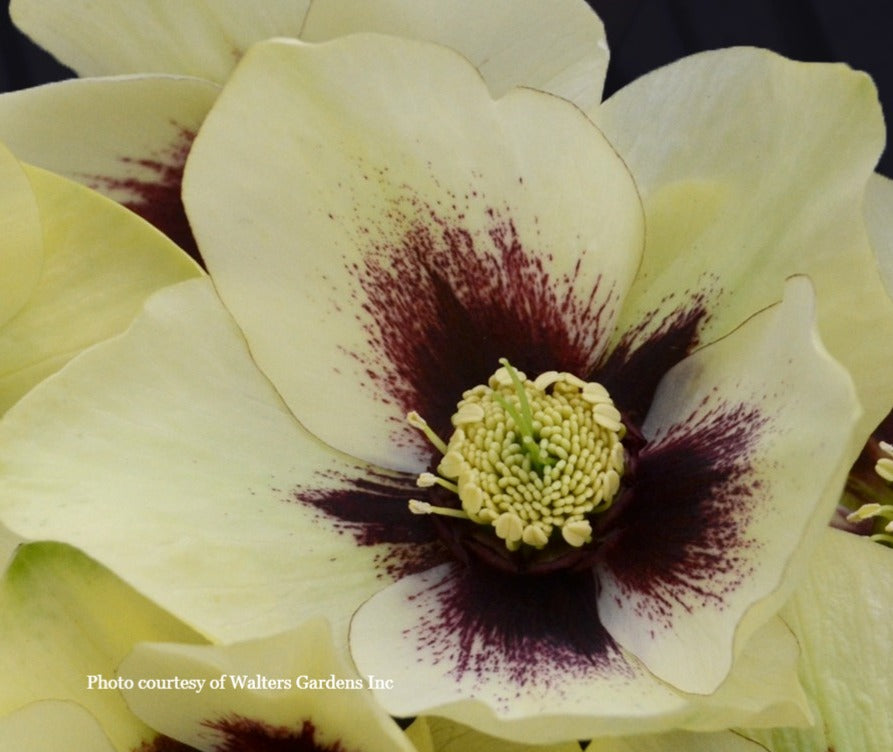 Three Hellebores - Tropical Sunset, Sandy Shores, and Spanish Flare