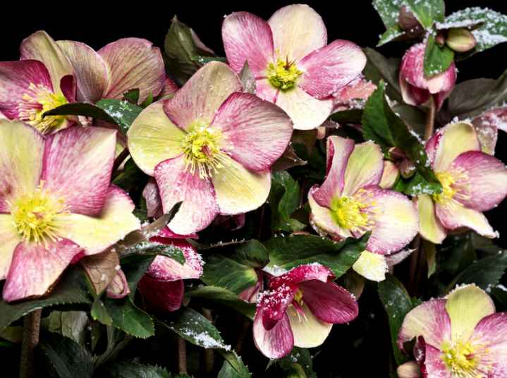 Helleborus 'ROSE' from the ‘HGC® ICE N' ROSES’® Series, Late Winter Blooming