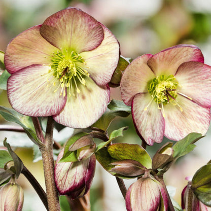 Helleborus 'ROSE' from the ‘HGC® ICE N' ROSES’® Series, Late Winter Blooming
