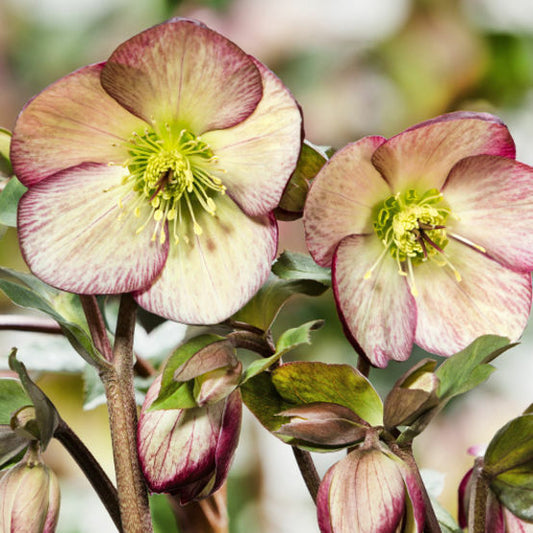 Helleborus 'ROSE' from the ‘HGC® ICE N' ROSES’® Series, Winter Blooming