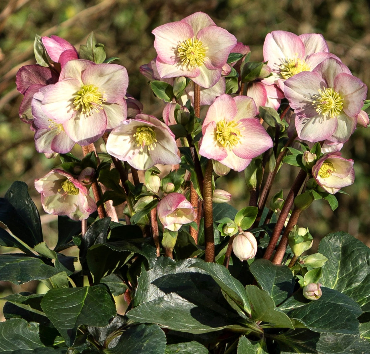 Helleborus 'ROSETTA' from the HGC® ICE N' ROSES® Series, winter blooming